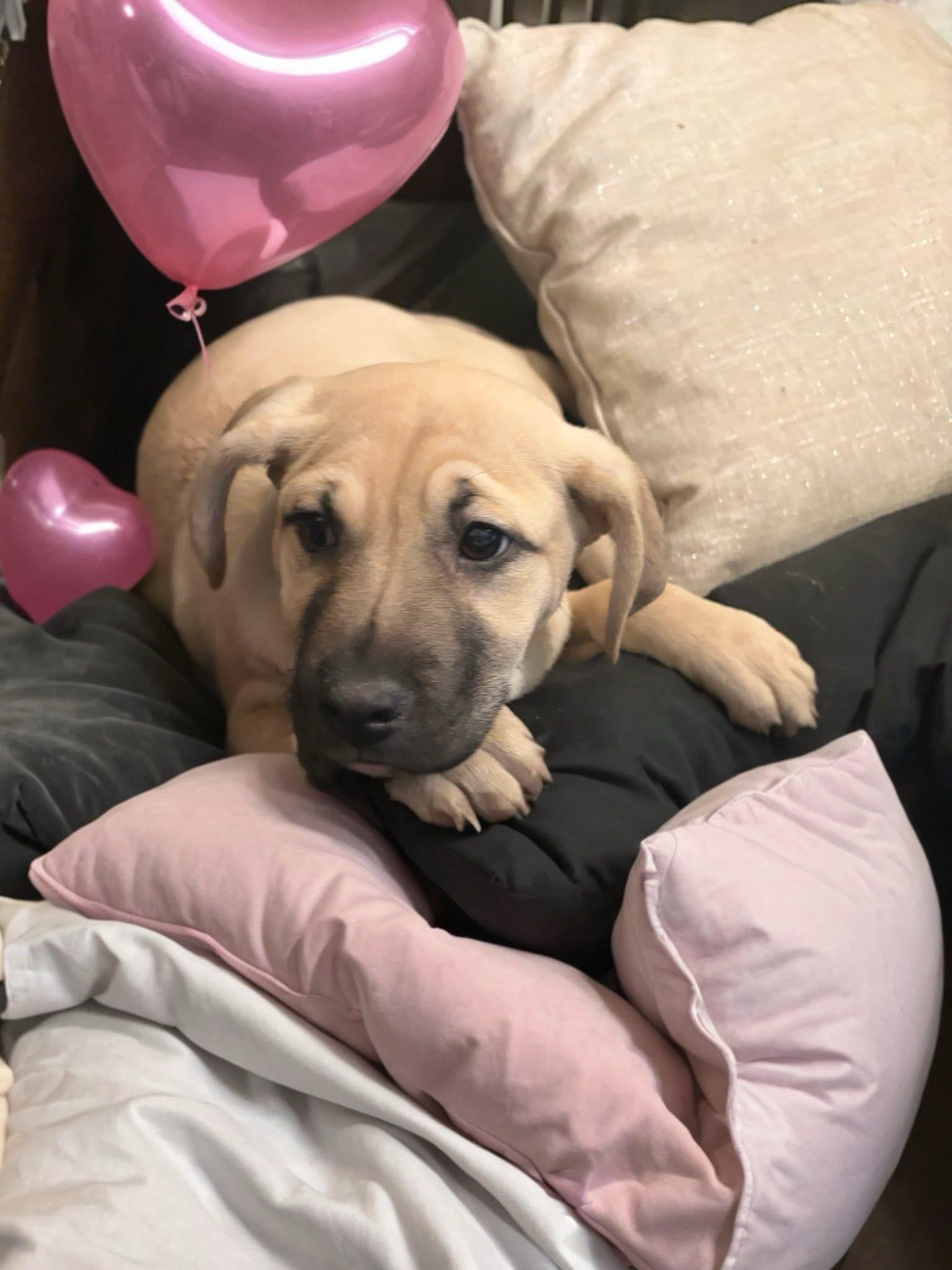 Enlarge Sash, a ADOPTABLE mixed breed in Woodbury, NJ image 6/6