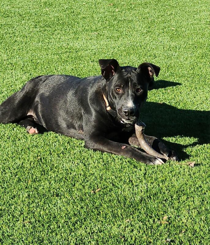 Enlarge Bert, a Adoptable Mixed Breed in Jackson, TN image 2/3