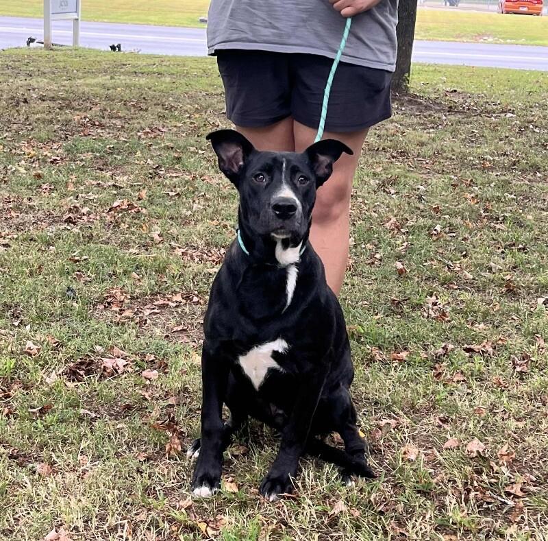 Bert, a Adoptable Mixed Breed in Jackson, TN image 1/2