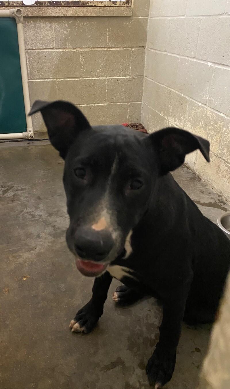 Bert, a Adoptable Mixed Breed in Jackson, TN image 2/2