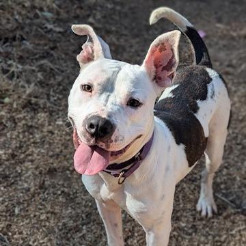 Logan (Adoption Fee-SPONSORED!), Adoptable, Adult Male Mixed Breed.