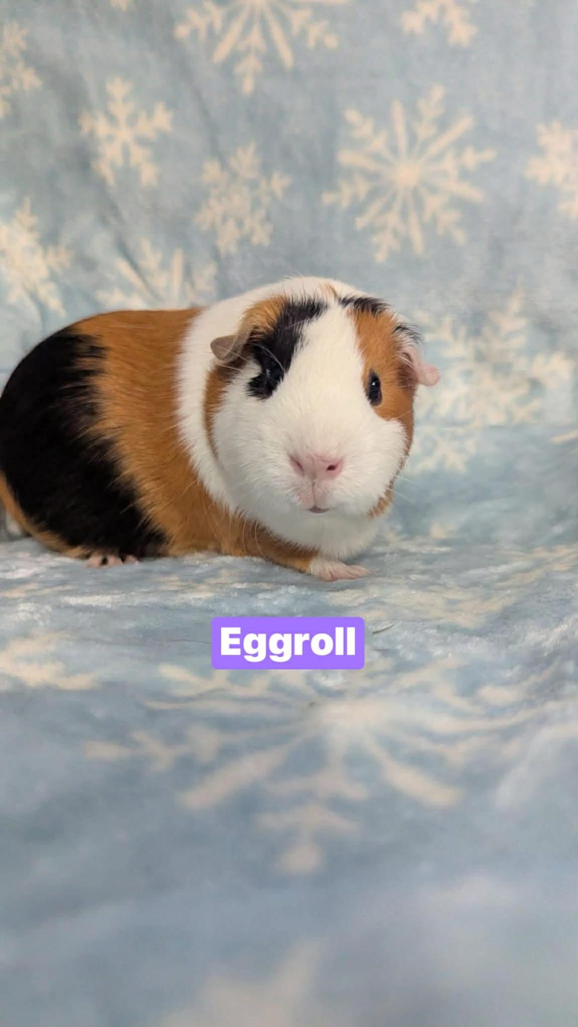 Enlarge Magnolia, Dahlia, Callalily, Eggroll, a ADOPTABLE mixed breed in Flanders, NJ image 1/4