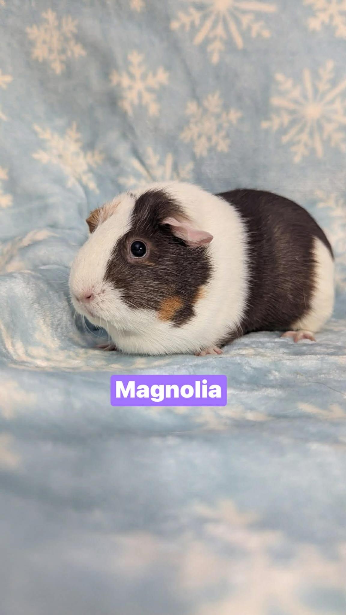 Enlarge Magnolia, Dahlia, Callalily, Eggroll, a ADOPTABLE mixed breed in Flanders, NJ image 2/4