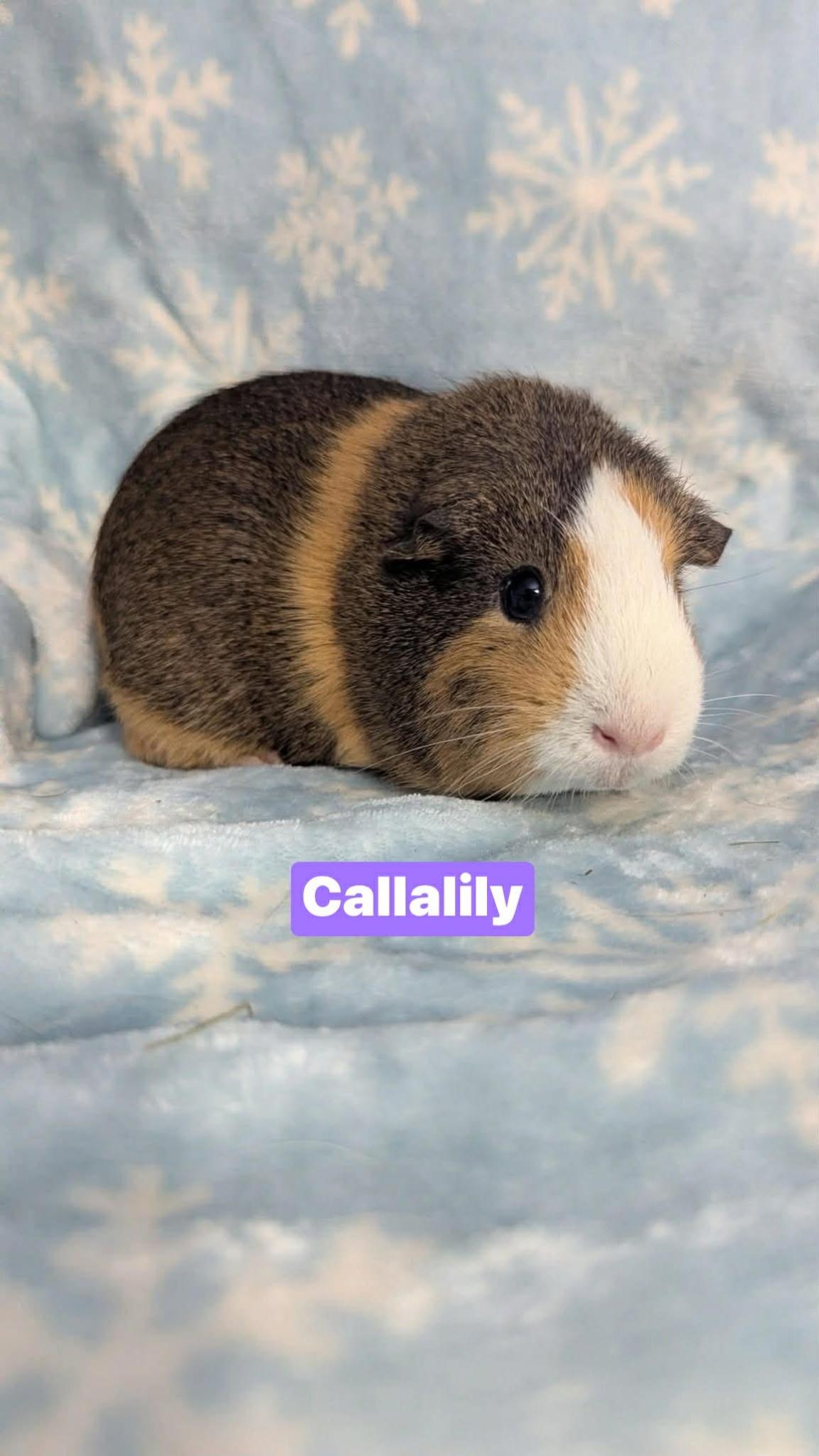 Enlarge Magnolia, Dahlia, Callalily, Eggroll, a ADOPTABLE mixed breed in Flanders, NJ image 4/4