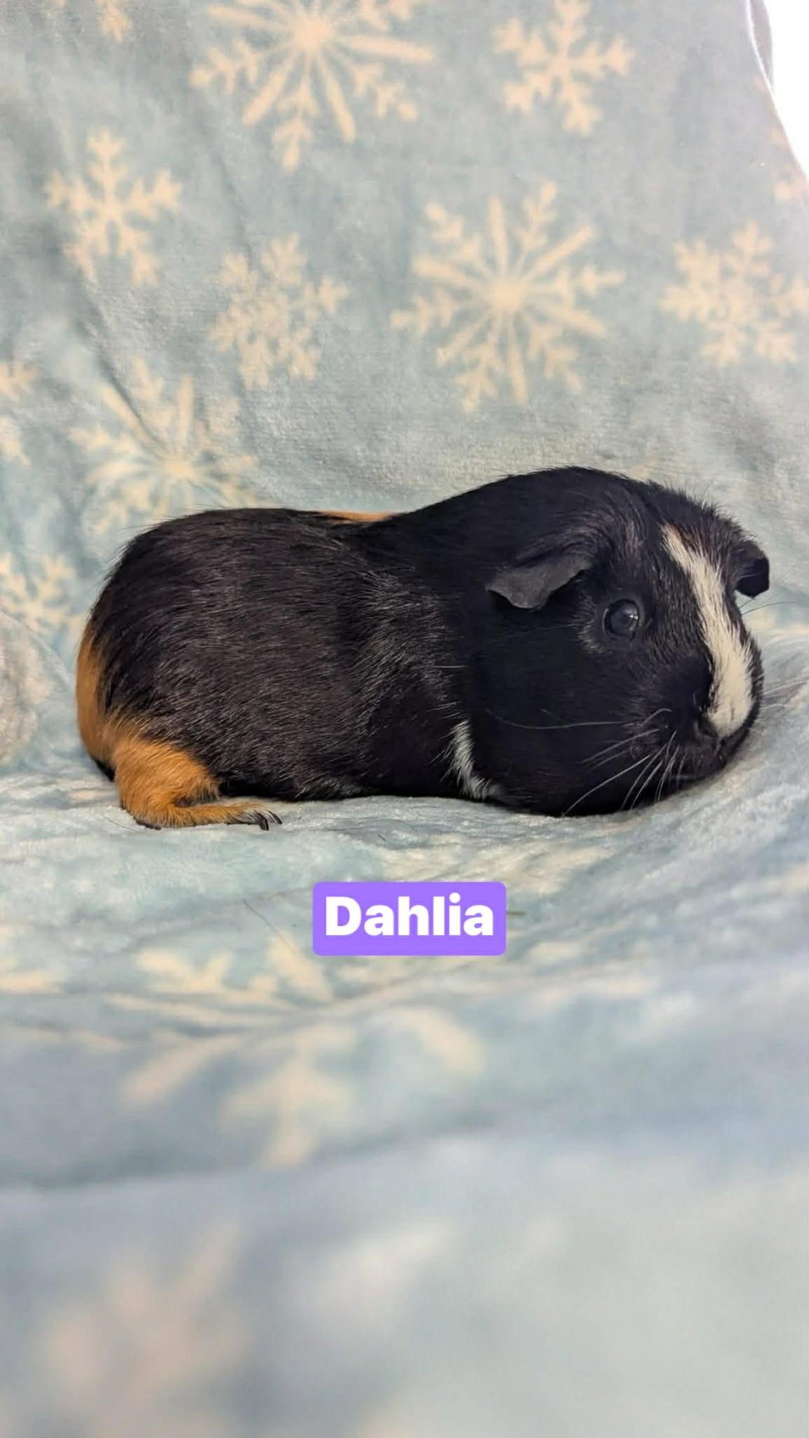 Enlarge Magnolia, Dahlia, Callalily, Eggroll, a ADOPTABLE mixed breed in Flanders, NJ image 3/4