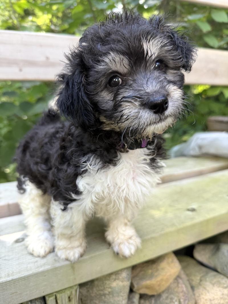 Trixie, Adopted, Puppy Female Shih poo.