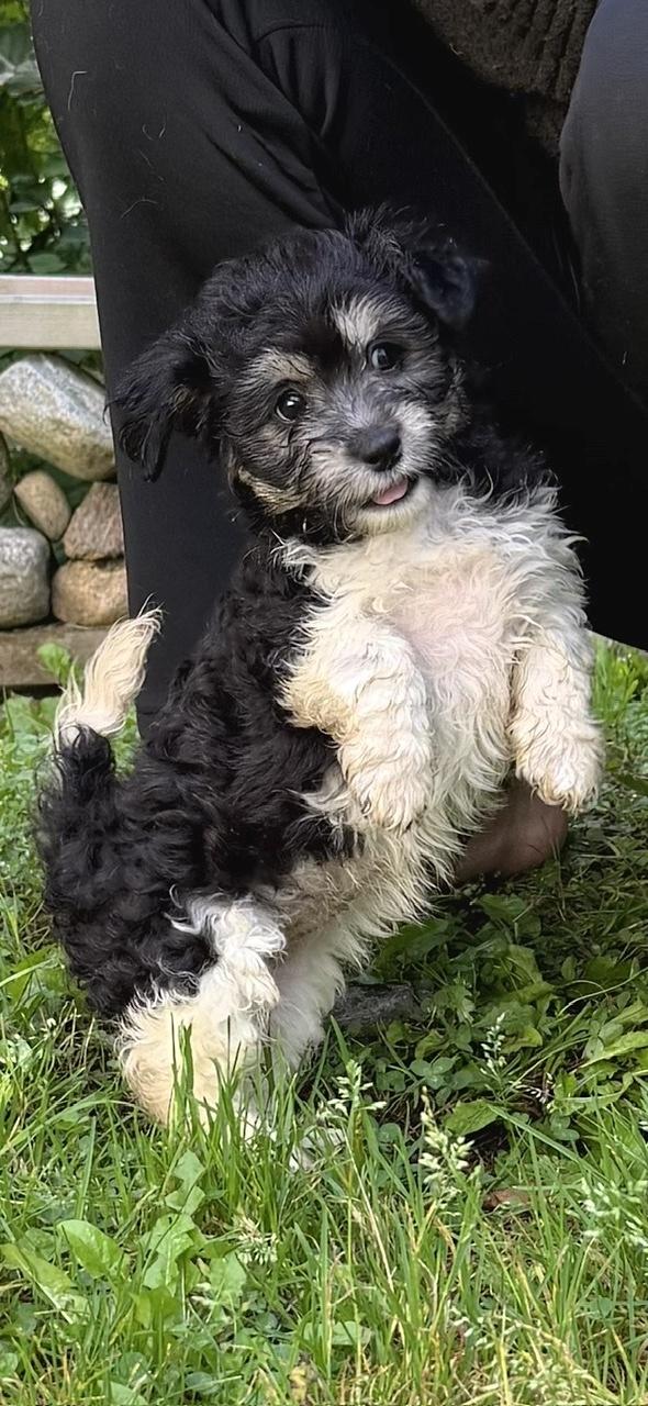 Enlarge Trixie, a Adopted mixed breed in Bancroft, ON image 2/4