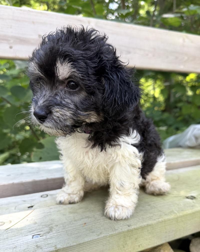 Enlarge Trixie, a Adopted mixed breed in Bancroft, ON image 4/4
