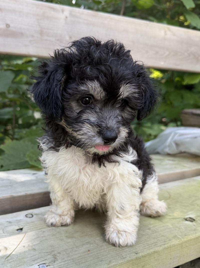 Enlarge Trixie, a Adopted mixed breed in Bancroft, ON image 3/4