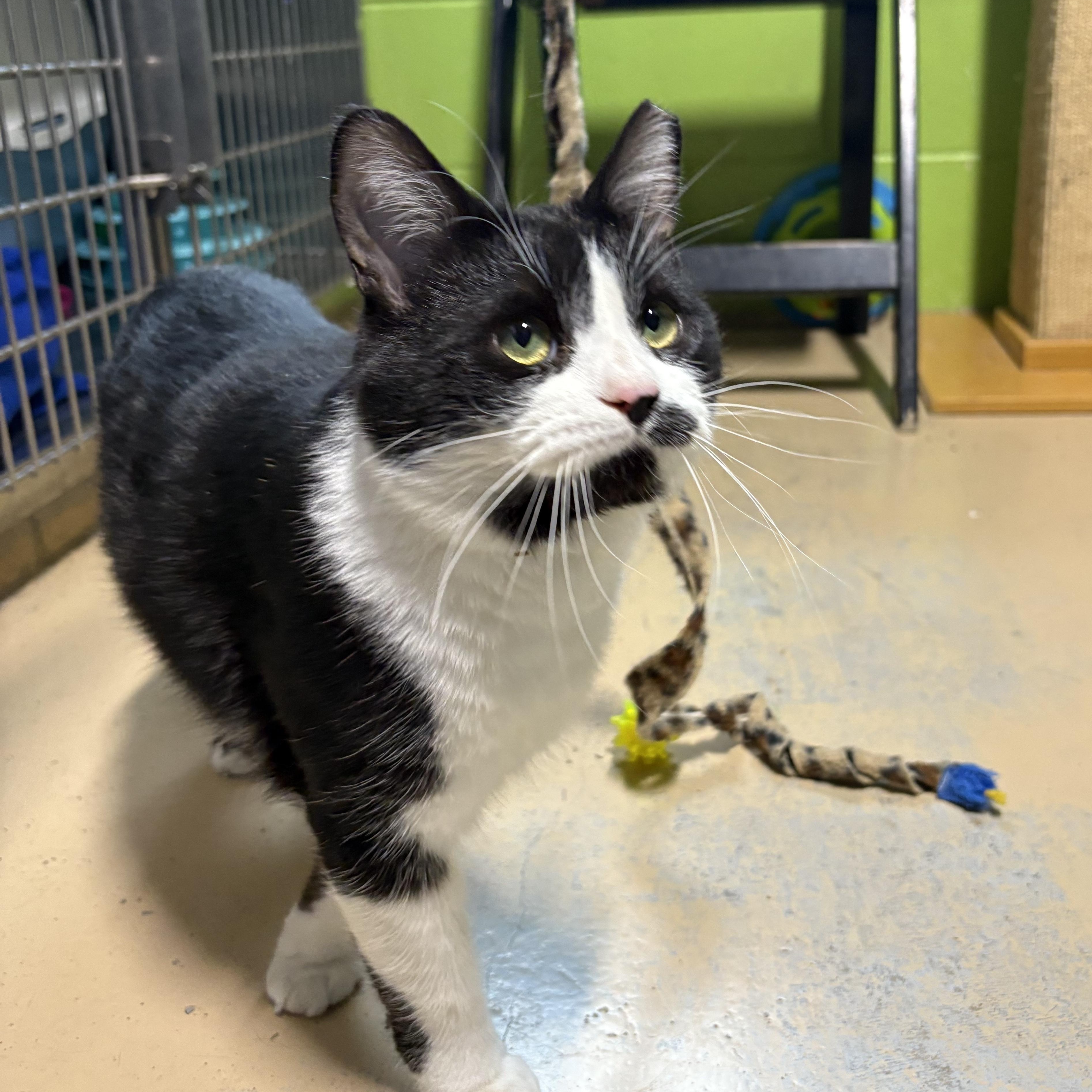 Bradley, a ADOPTABLE mixed breed in Bolingbrook, IL image 3/6