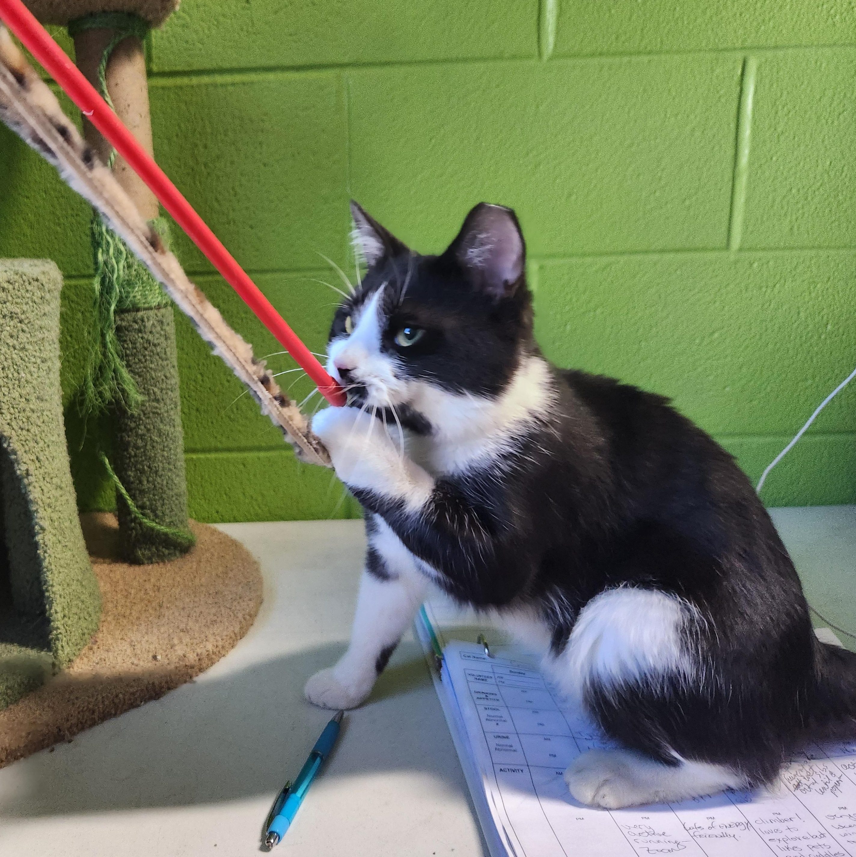 Bradley, a ADOPTABLE mixed breed in Bolingbrook, IL image 6/6