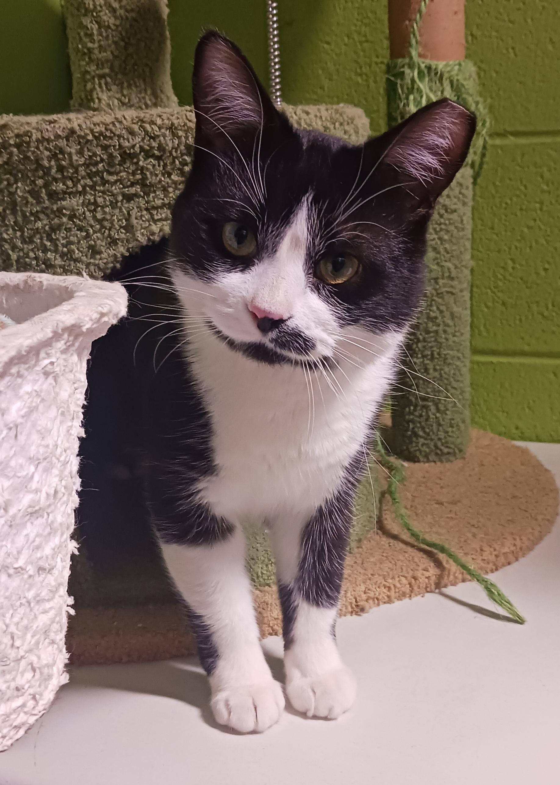 Bradley, a ADOPTABLE mixed breed in Bolingbrook, IL image 5/6