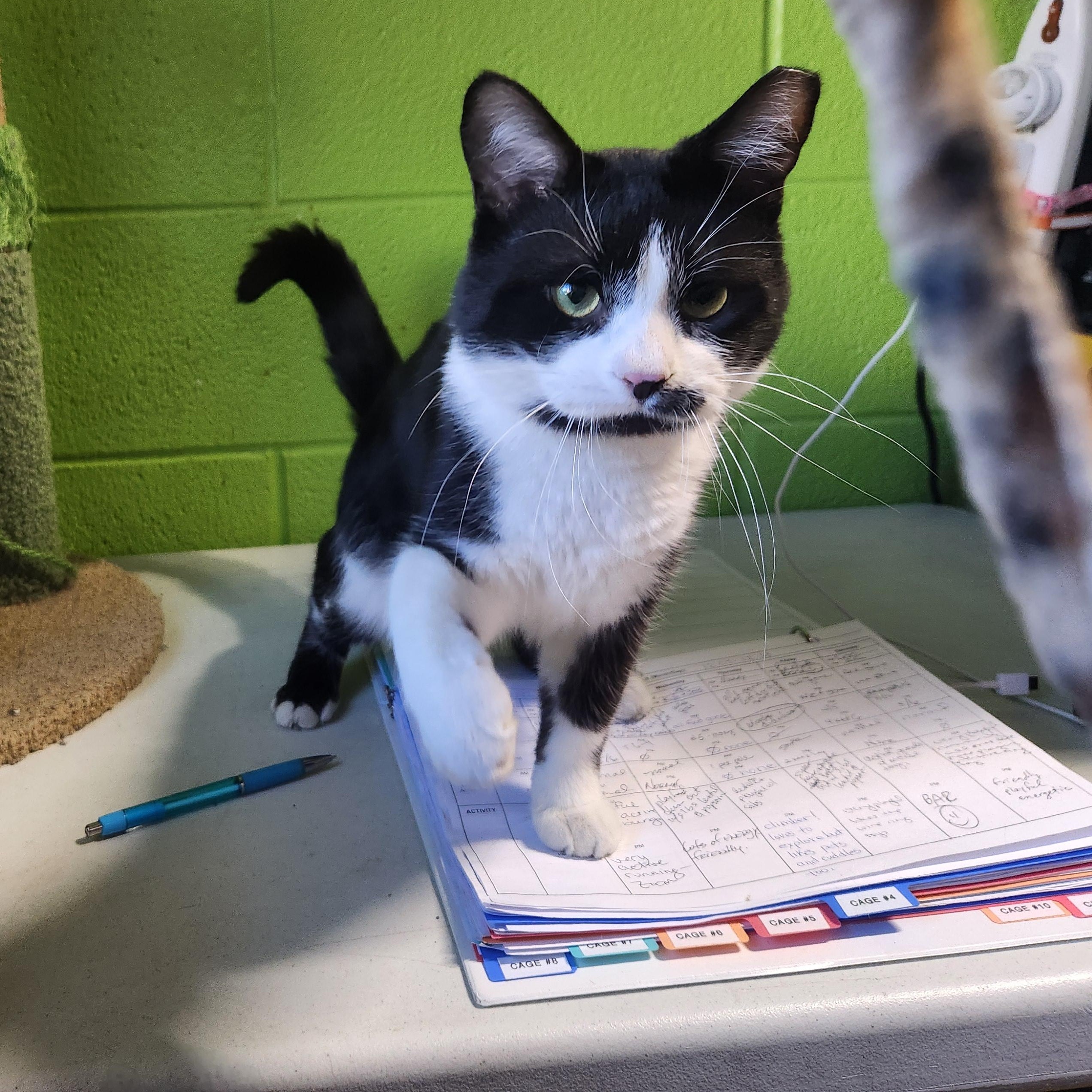 Bradley, ADOPTABLE, Adult Male Domestic Short Hair.