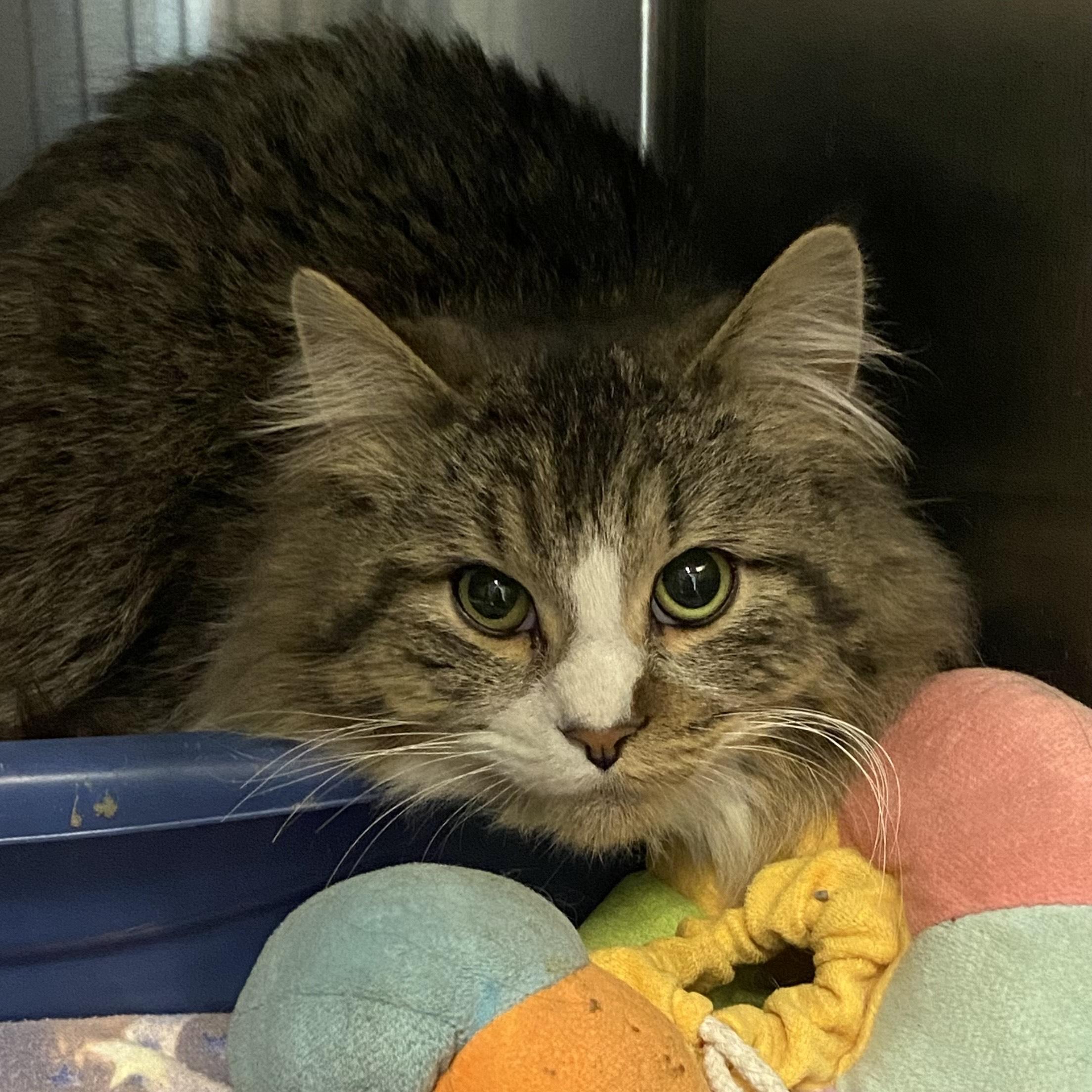 Sam, an adopted Domestic Long Hair in Belleville, MI image 3/3