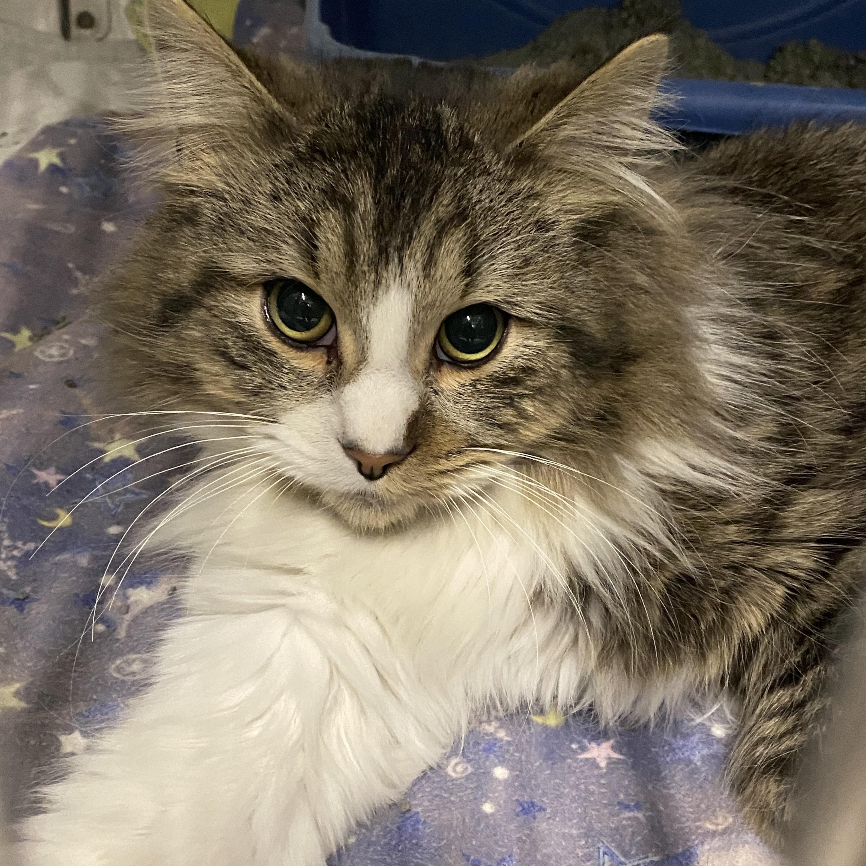 Sam, an adopted Domestic Long Hair in Belleville, MI image 2/3