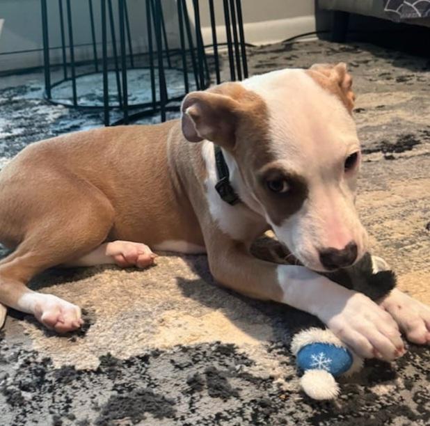 Enlarge Zipper, an adopted mixed breed in Atlanta, GA image 1/2