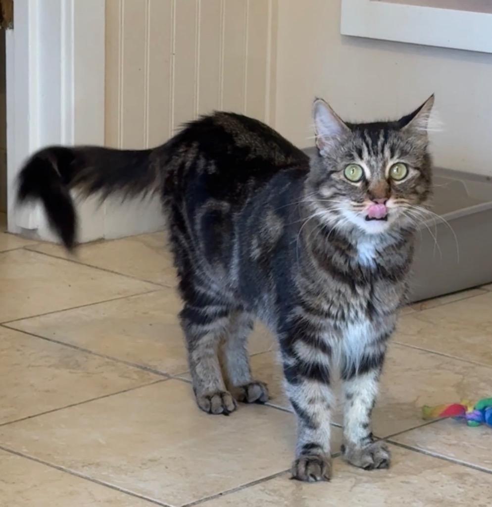 Sweetie, Adoptable, Young Female Domestic Medium Hair.