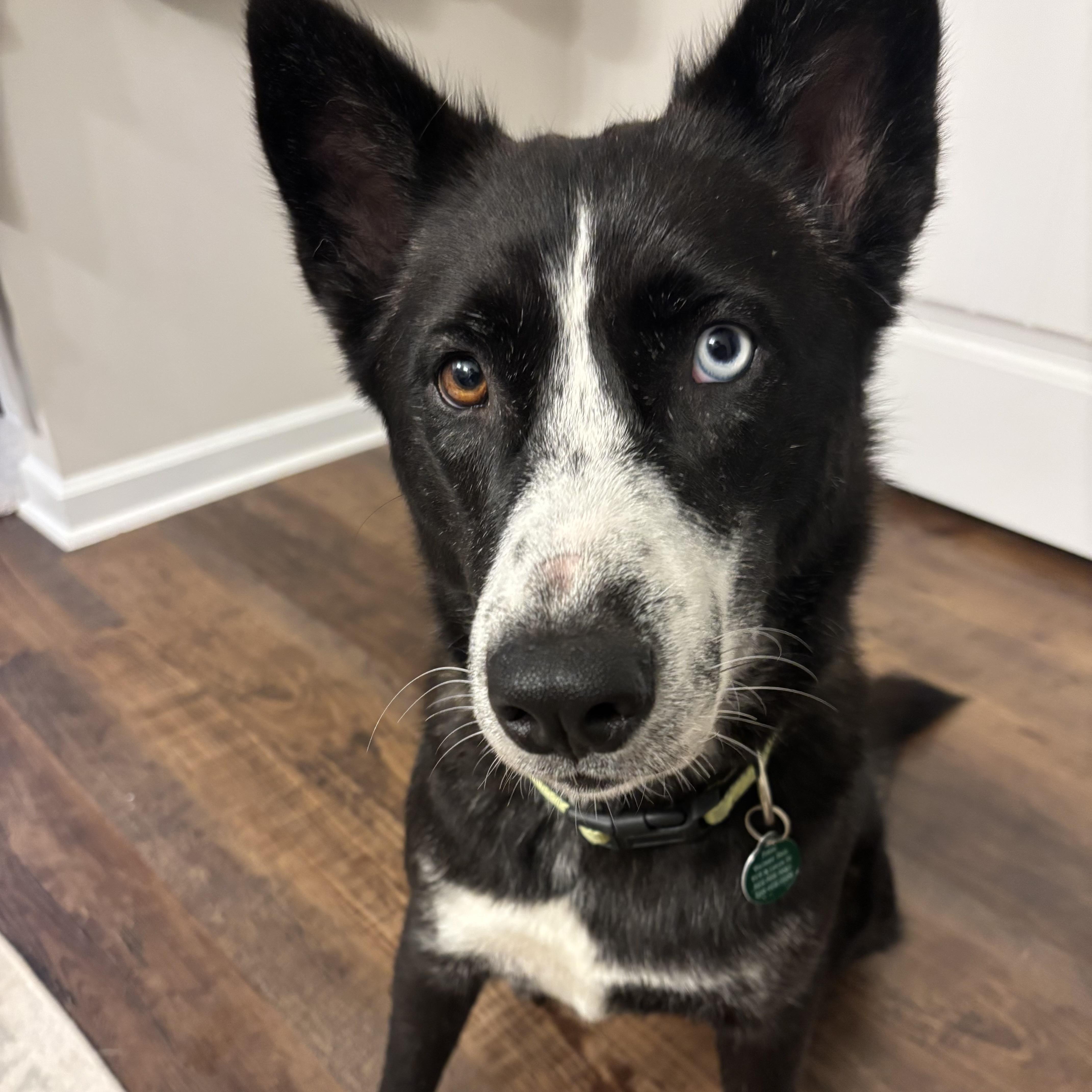 Enlarge Chopped Salad, a Adoptable mixed breed in Punta Gorda, FL image 2/6