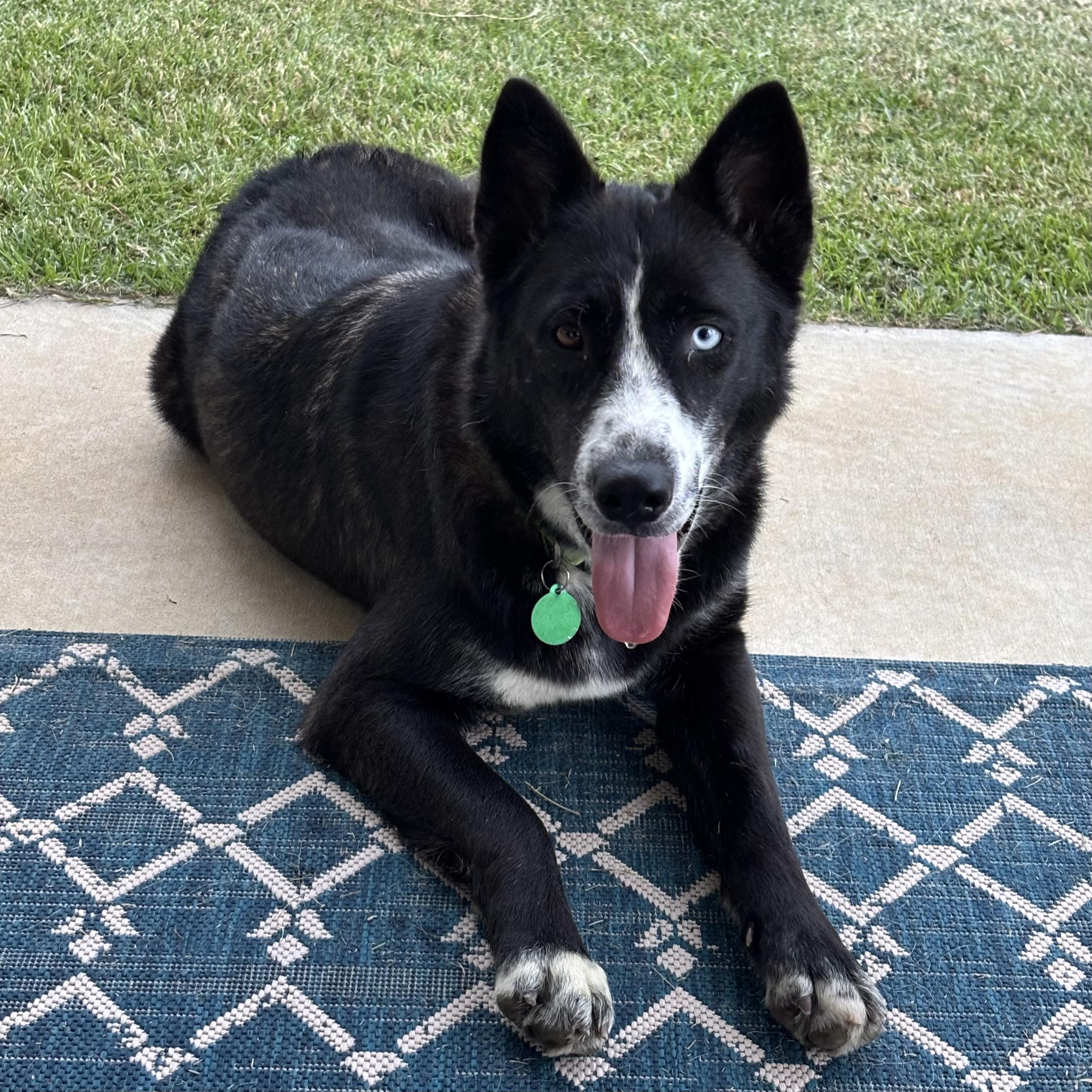 Enlarge Chopped Salad, a Adoptable mixed breed in Punta Gorda, FL image 3/6