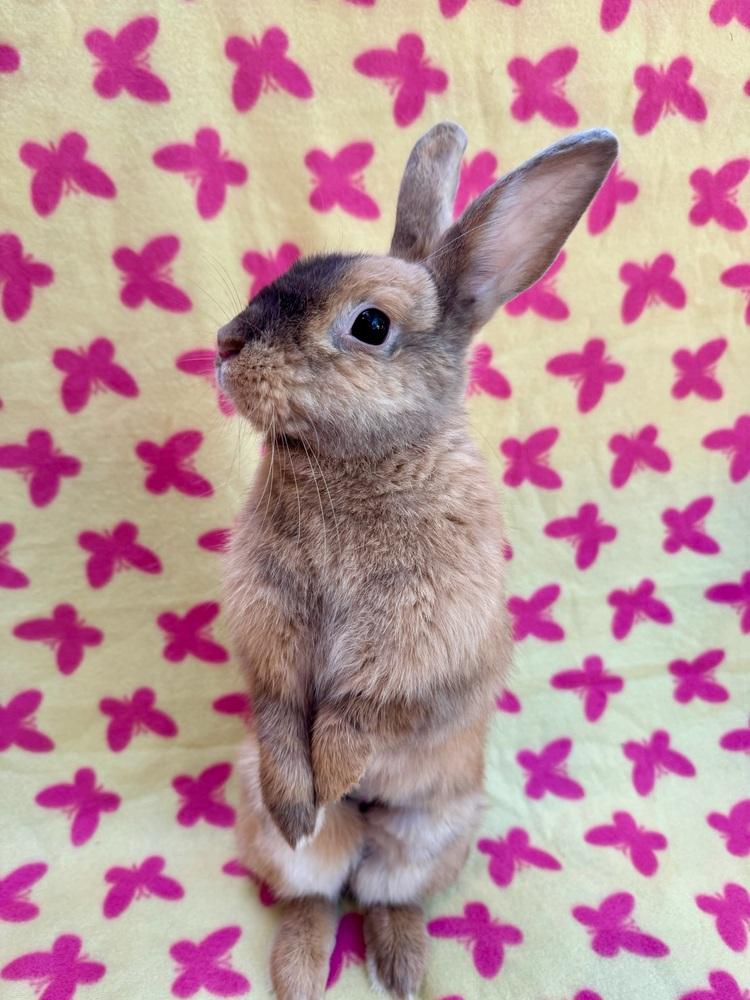 Starshine, Adoptable, Adult Female Satin.