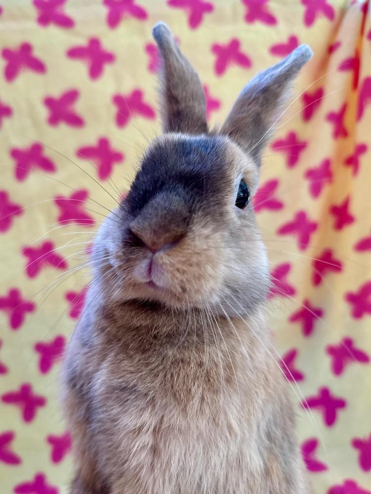 Enlarge Starshine, a Adoptable mixed breed in Gainesville, FL image 3/6