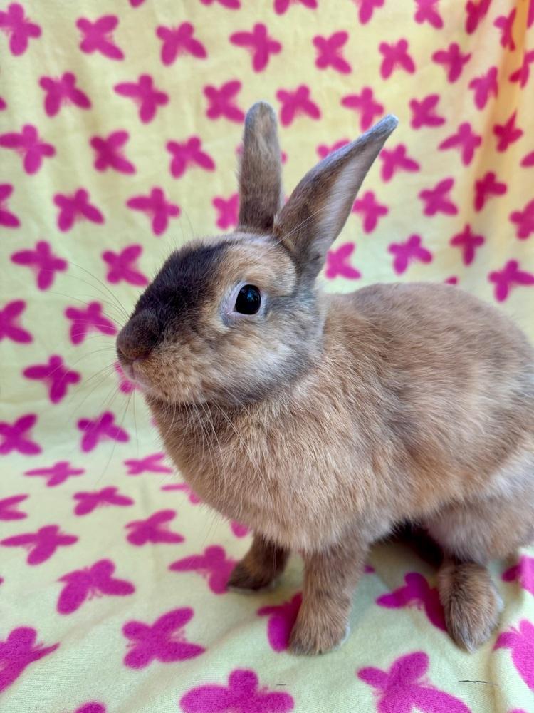 Enlarge Starshine, a Adoptable mixed breed in Gainesville, FL image 4/6