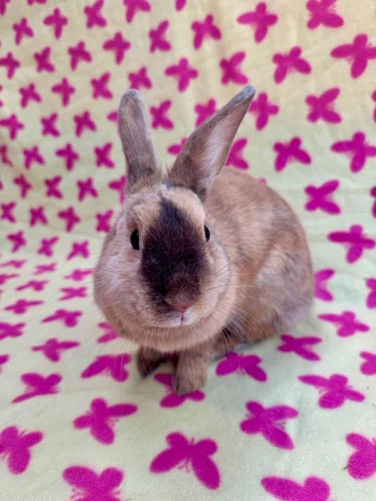 Enlarge Starshine, a Adoptable mixed breed in Gainesville, FL image 5/6