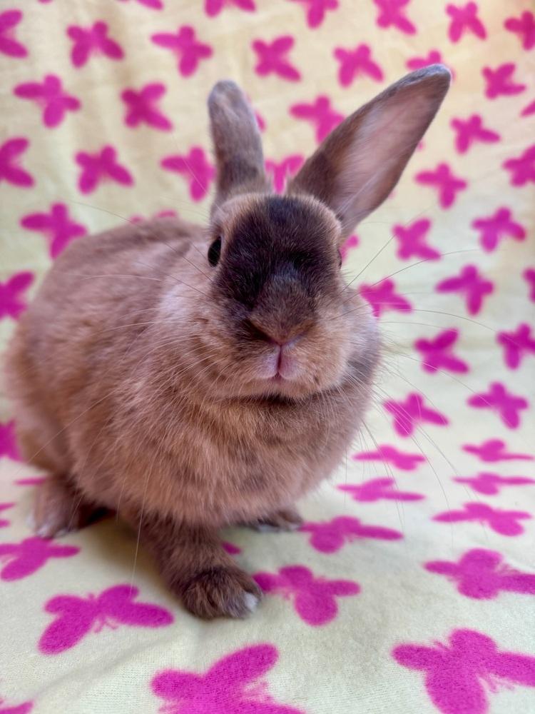 Enlarge Starshine, a Adoptable mixed breed in Gainesville, FL image 6/6