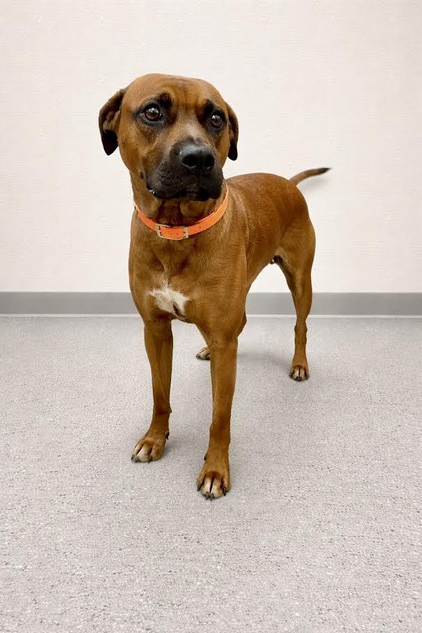 Enlarge Bertha (Fancy), a Adoptable Pit Bull Terrier in Maryville, TN image 1/2