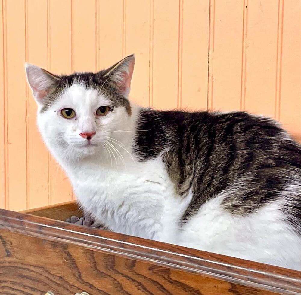 Elvis, Adoptable, Young Male Domestic Short Hair & Tabby.