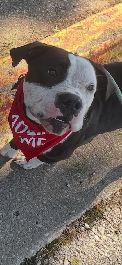 Elvis, Adoptable, Adult Male Mixed Breed & Mixed Breed.