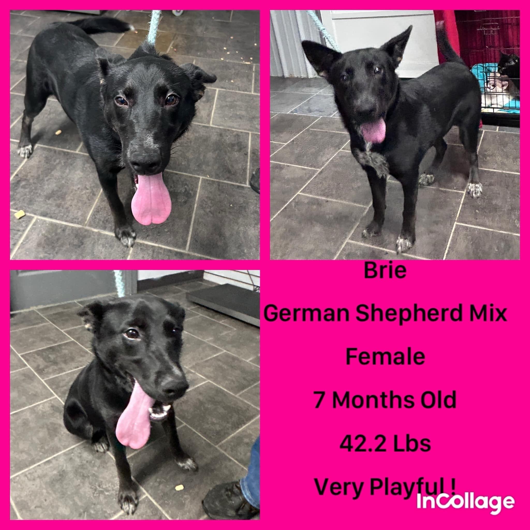 Dog for adoption Brie, a German Shepherd Dog Mix in Charlotte, NC