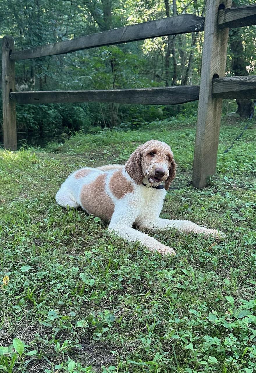 Hazel, Adult Female unknown
