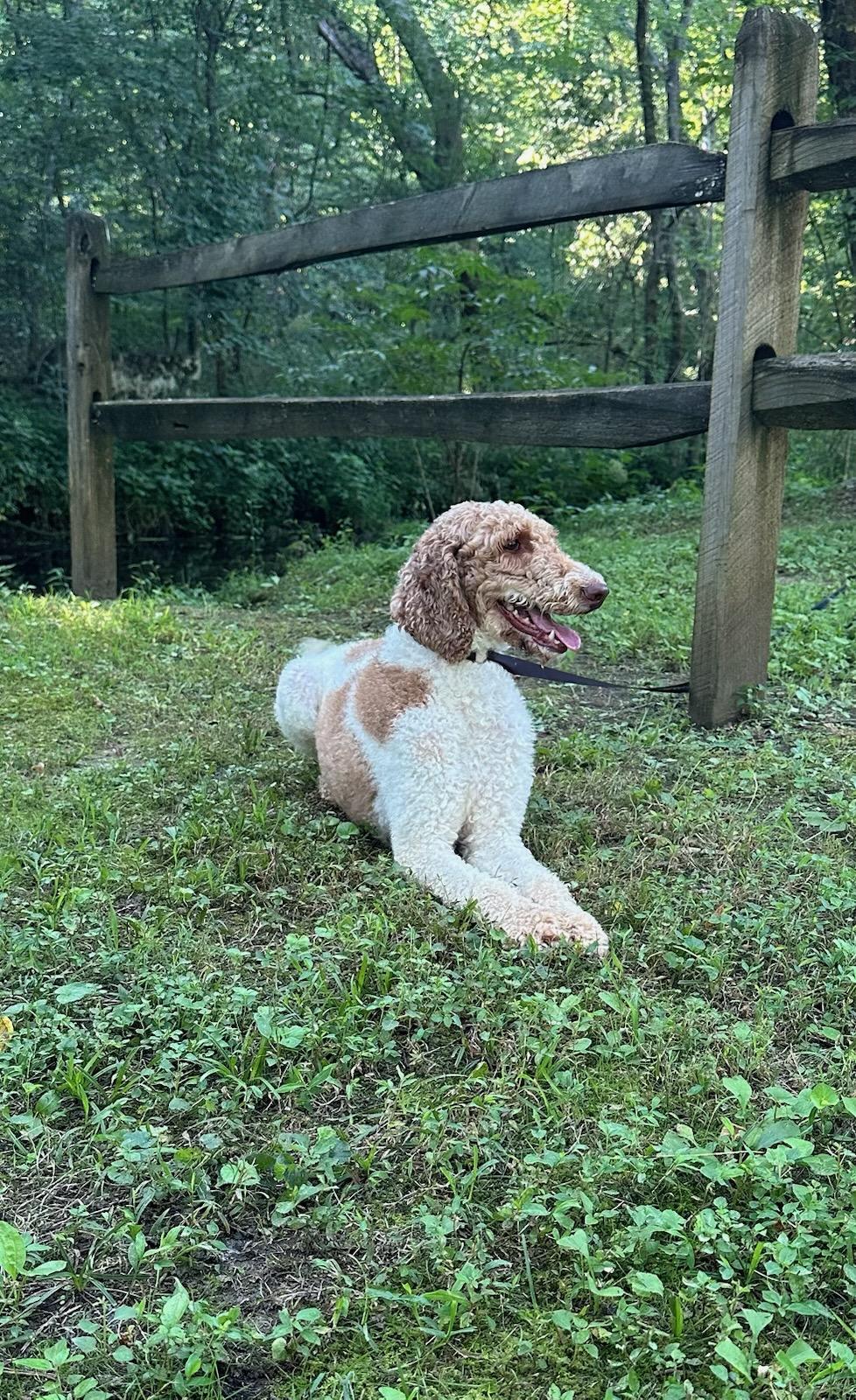 Hazel photo 2