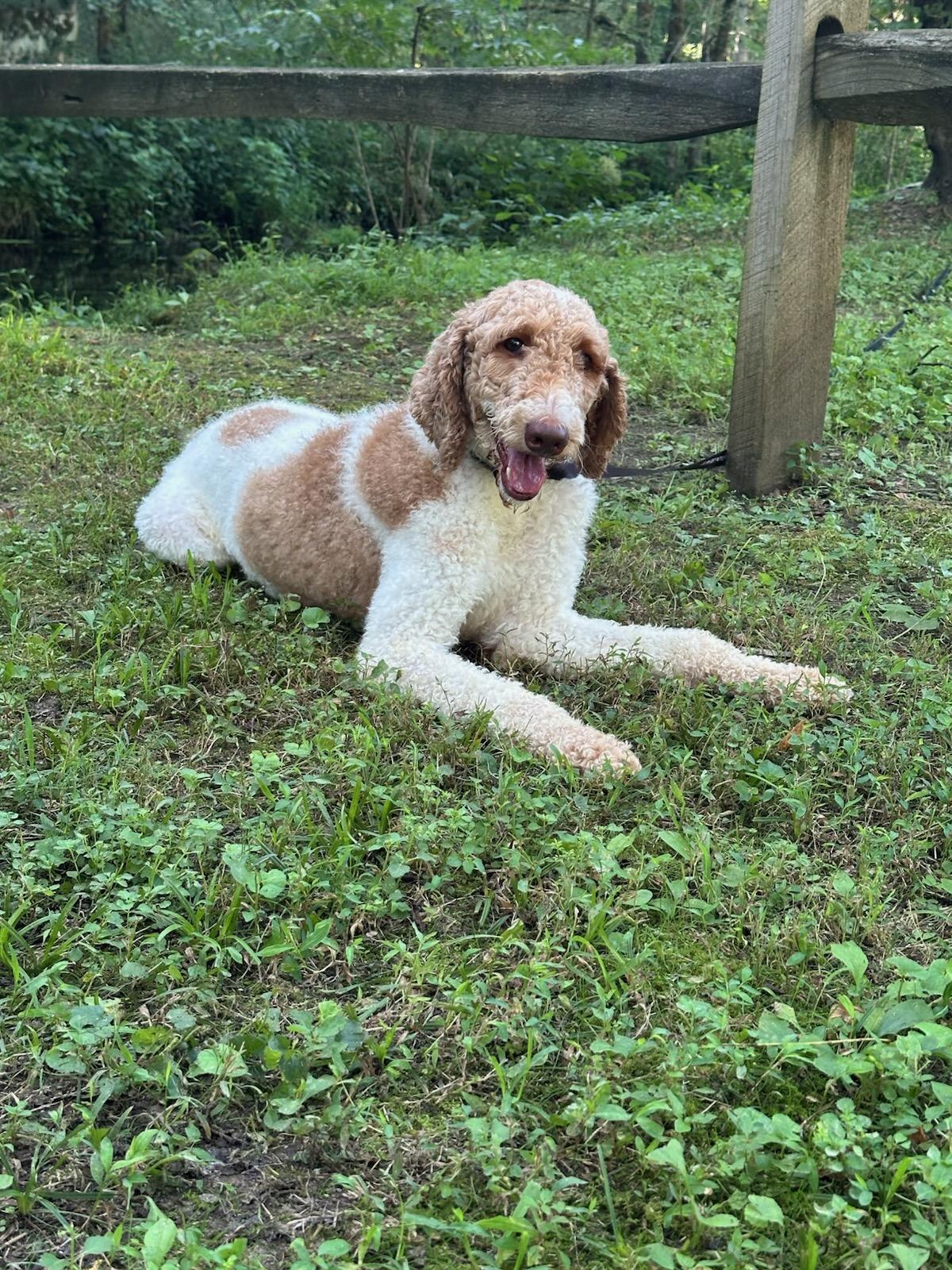 Hazel photo 3