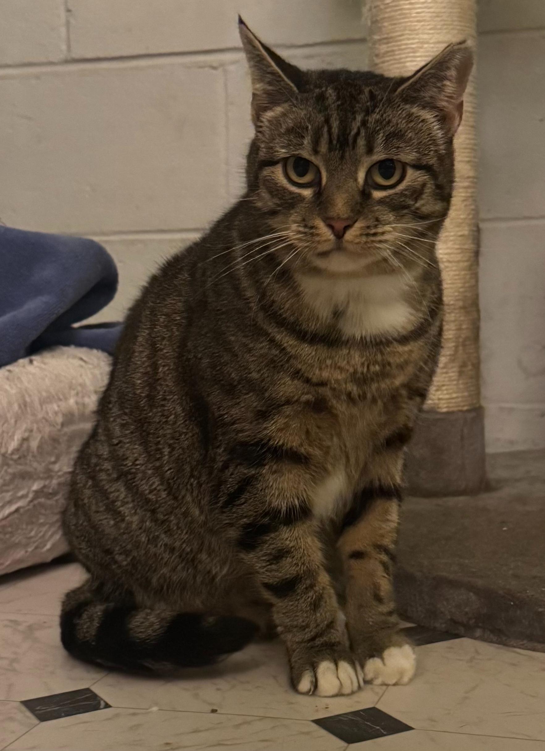 NUTMEGGY, a Adoptable Domestic Short Hair in Hamilton, NJ image 2/2