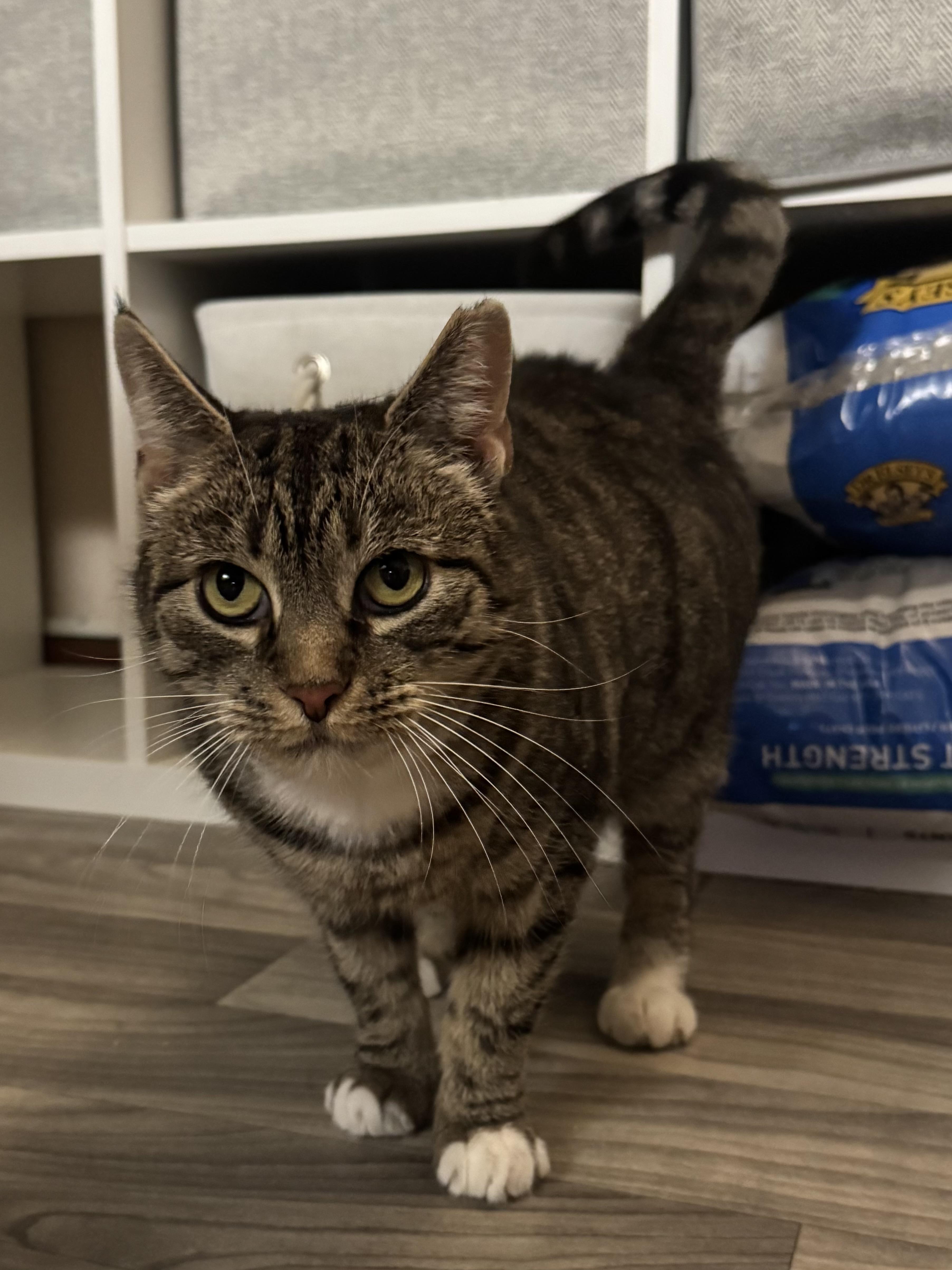 NUTMEGGY, a Adoptable Domestic Short Hair in Hamilton, NJ image 2/4