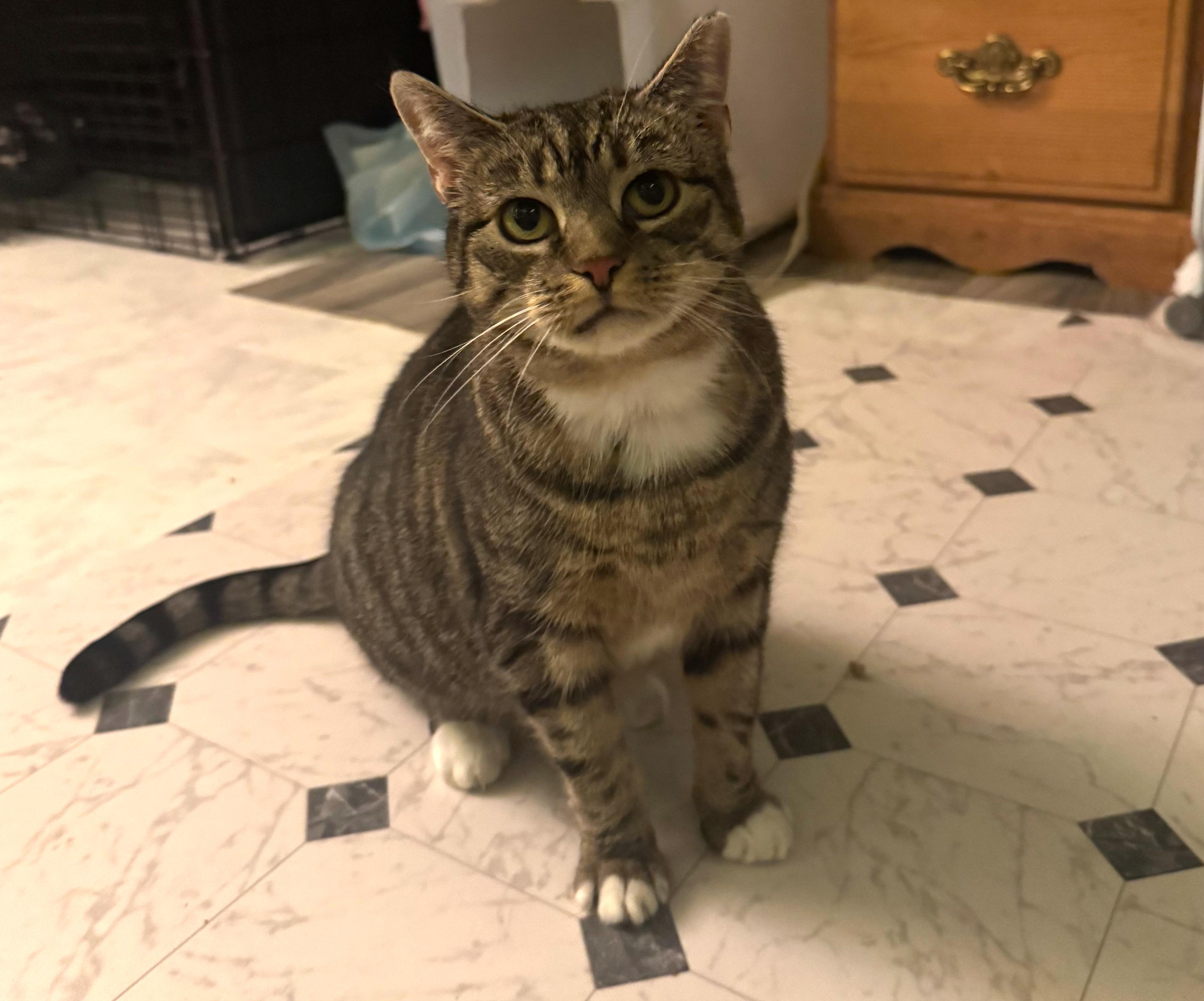 NUTMEGGY, a Adoptable Domestic Short Hair in Hamilton, NJ image 1/2