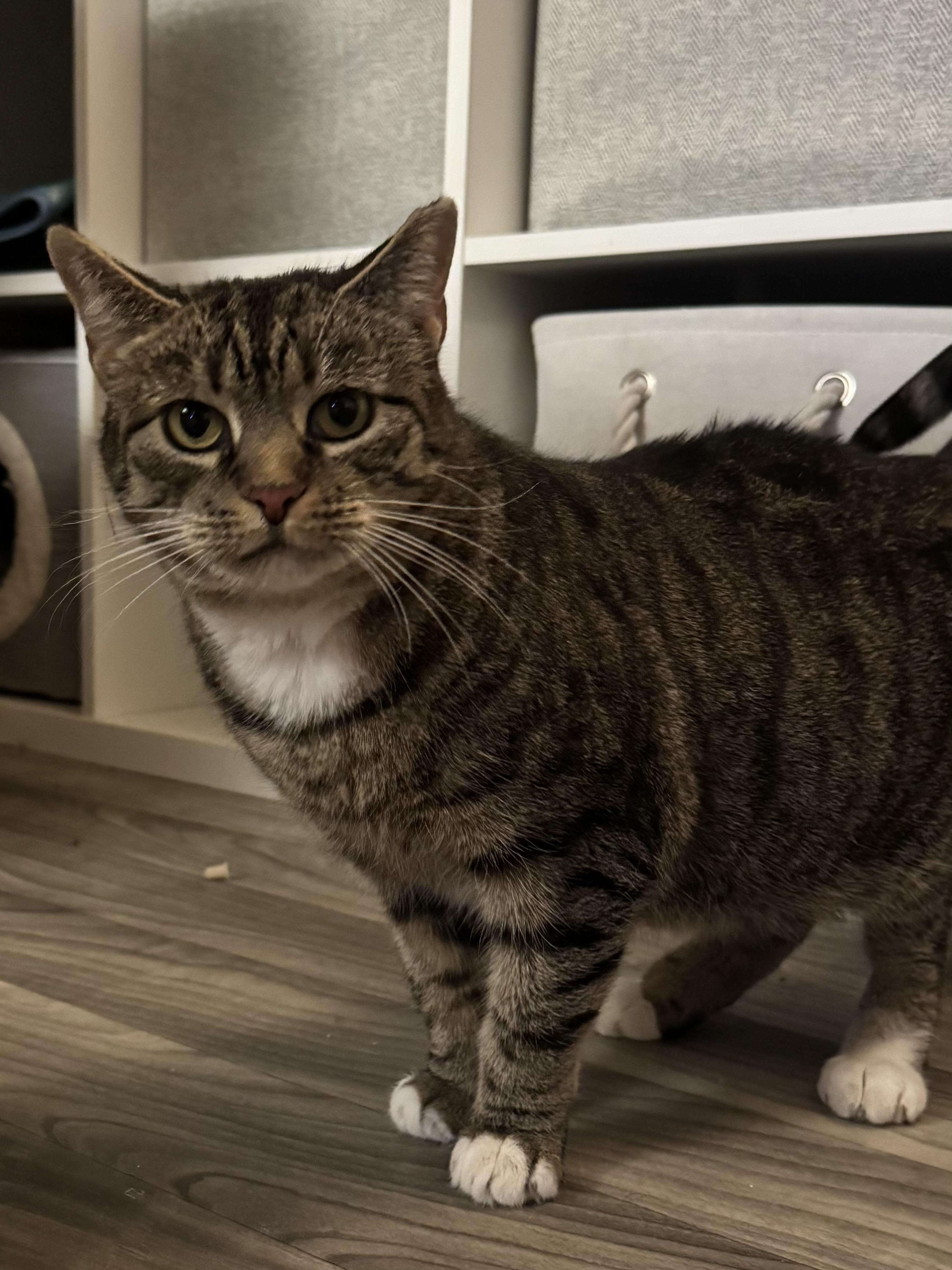 NUTMEGGY, Adoptable, Young Female Domestic Short Hair.