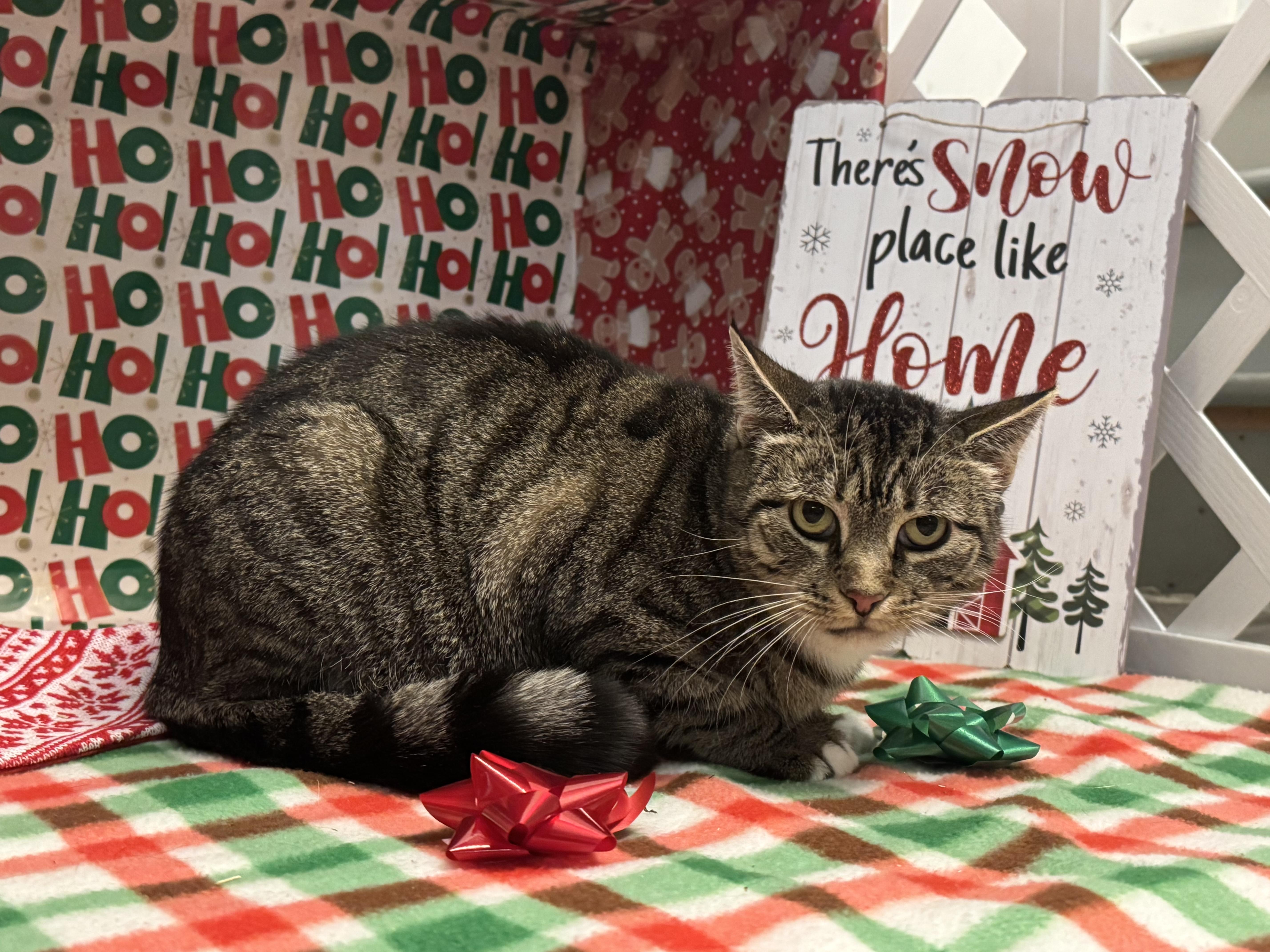 NUTMEGGY, Adoptable, Young Female Domestic Short Hair.