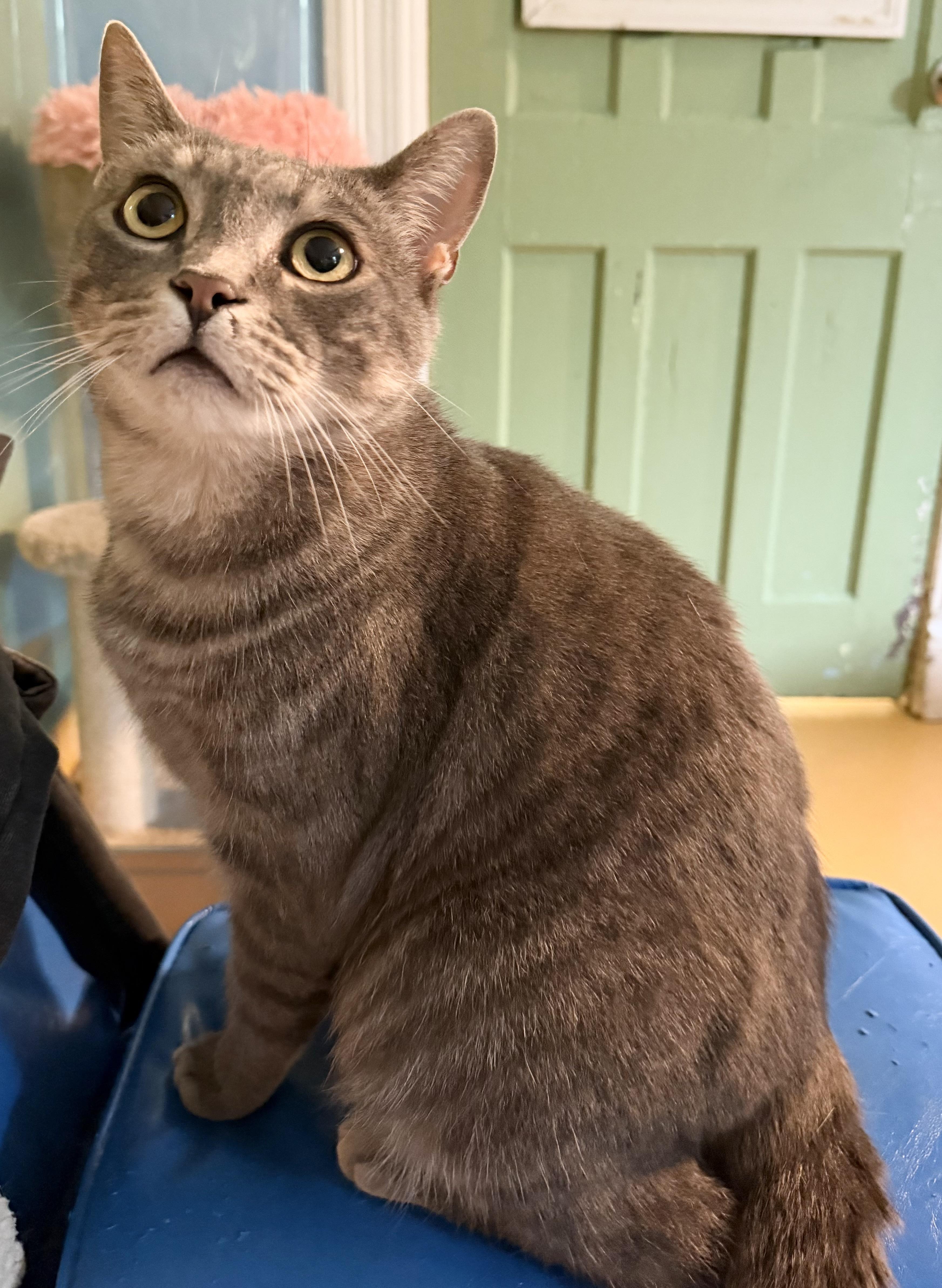 Beckett, a ADOPTABLE Domestic Short Hair in Hudson, NY image 2/3
