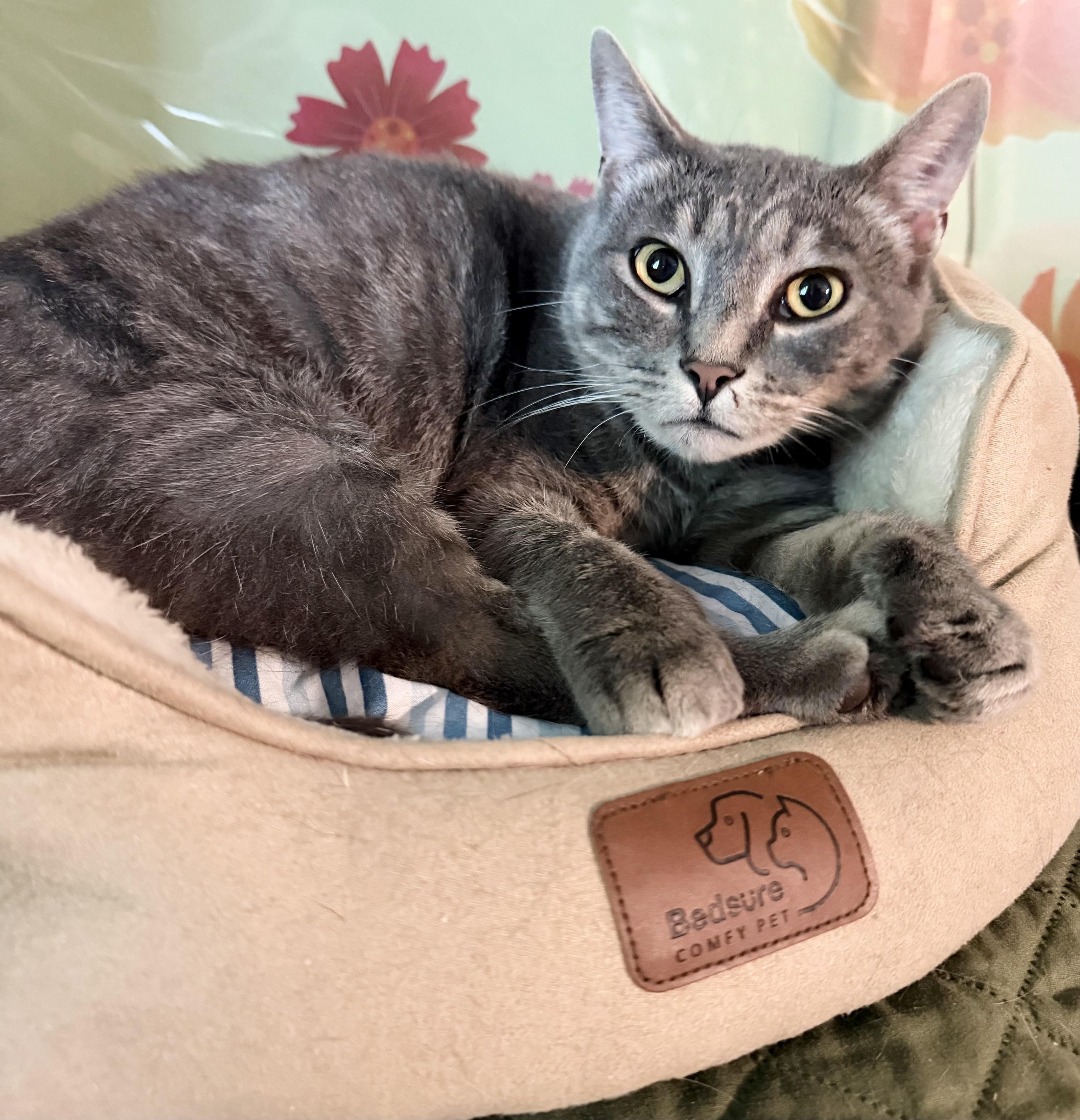 Beckett, ADOPTABLE, Senior Male Domestic Short Hair.
