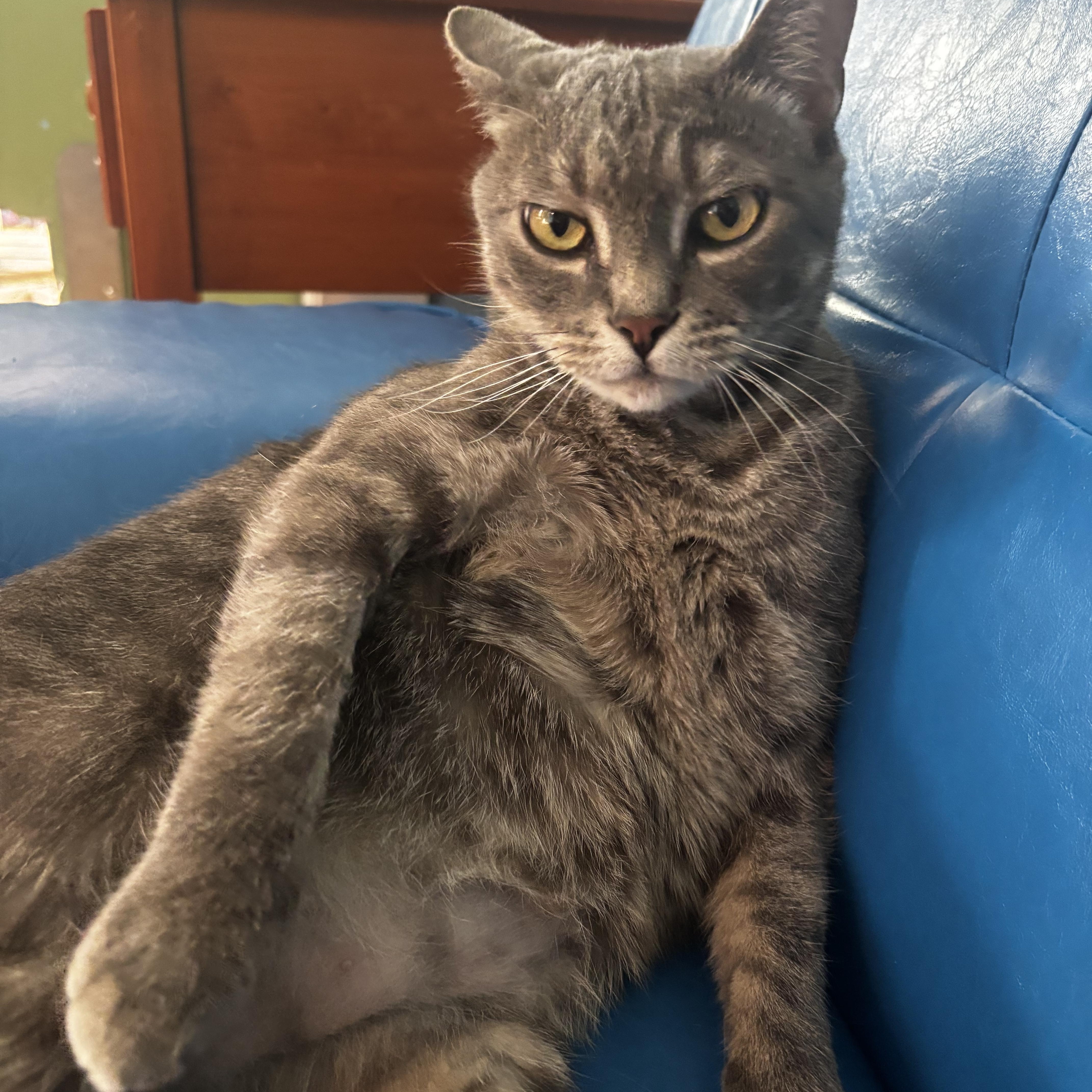 Beckett, a ADOPTABLE Domestic Short Hair in Hudson, NY image 3/3