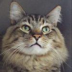 Bentley--Handsome Gent comes with Vet Care Support for Life!