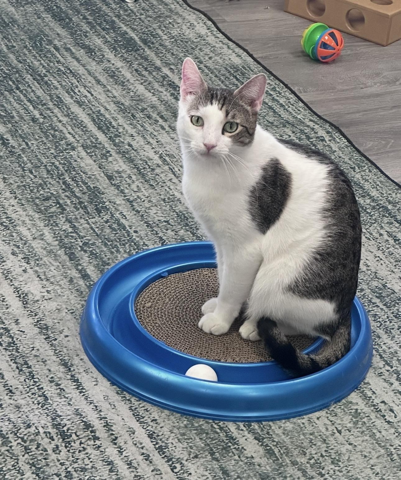 Enlarge Trio Dena, Laredo, Half n Half, a Adoptable Domestic Short Hair in Blaine , MN image 3/6
