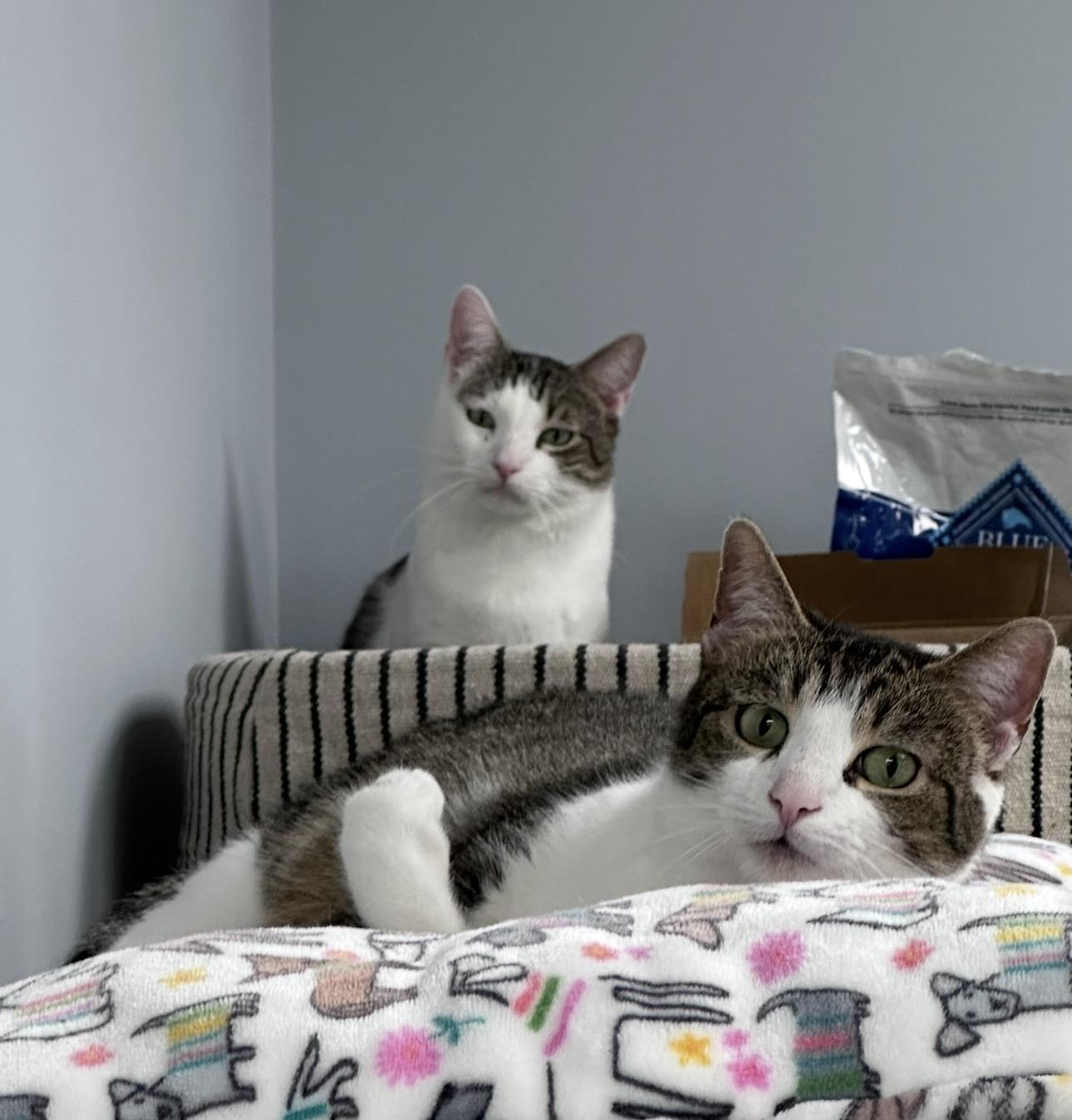 Enlarge Trio Dena, Laredo, Half n Half, a Adoptable Domestic Short Hair in Blaine , MN image 2/6