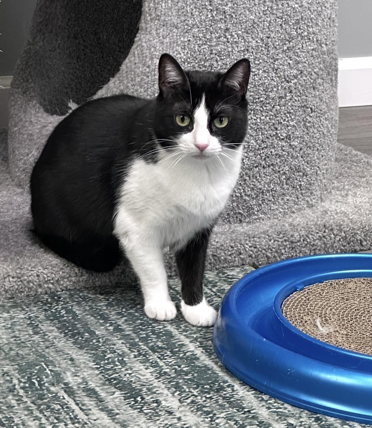 Enlarge Trio Dena, Laredo, Half n Half, a Adoptable Domestic Short Hair in Blaine , MN image 4/6