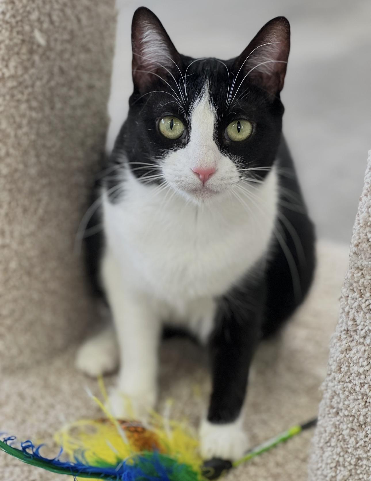 Trio Dena, Laredo, Half n Half, Adoptable, Adult Female Domestic Short Hair.