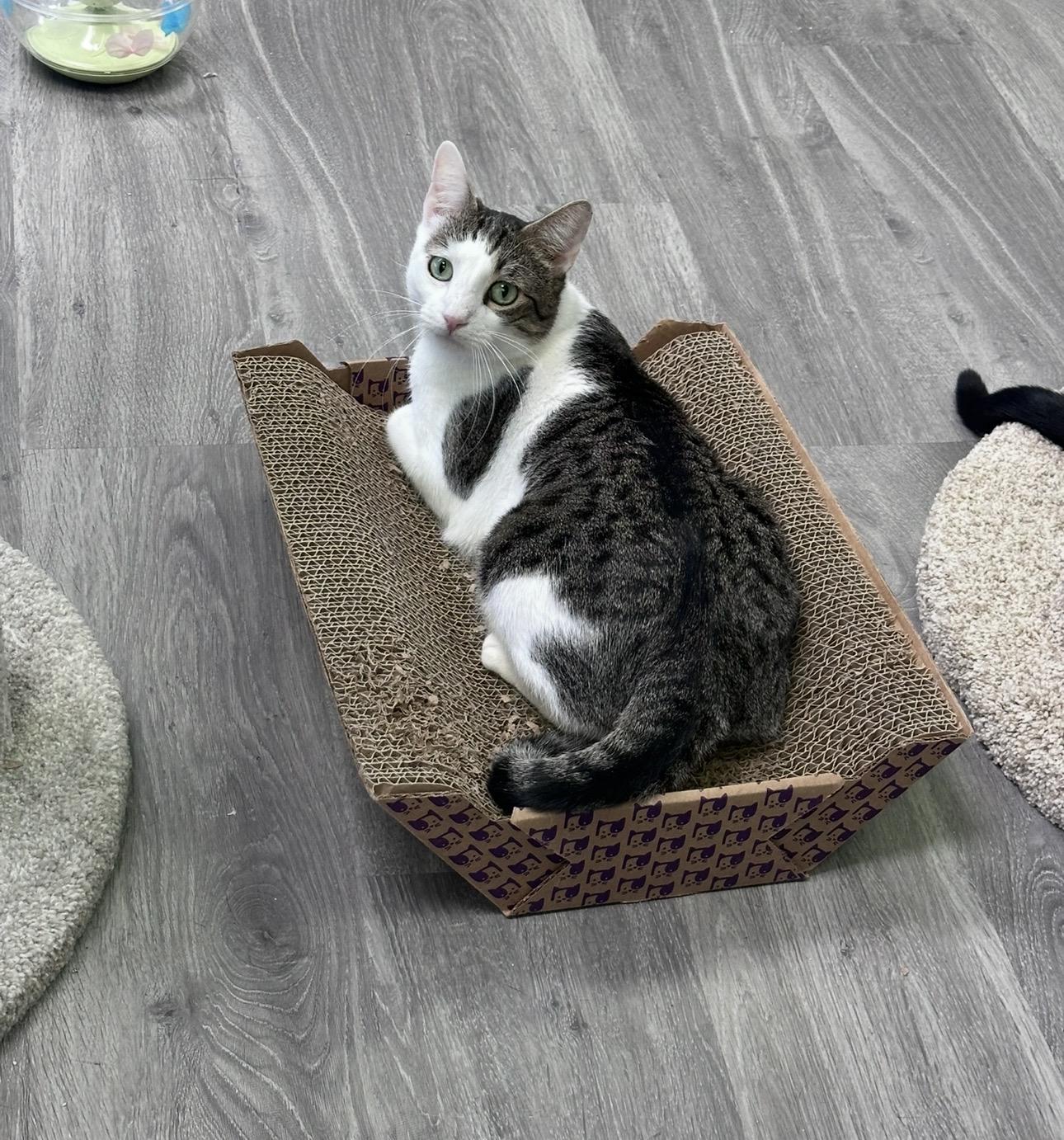 Enlarge Trio Dena, Laredo, Half n Half, a Adoptable Domestic Short Hair in Blaine , MN image 5/6