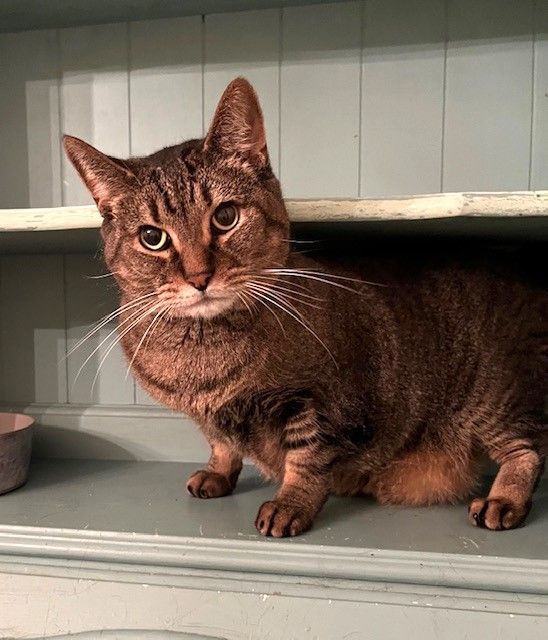 Sam (Sweet Tabby), a Adoptable mixed breed in Mobile, AL image 2/4